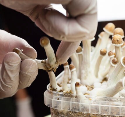 Strange Side Effects Of Using Psilocybin Mushrooms - Health Digest